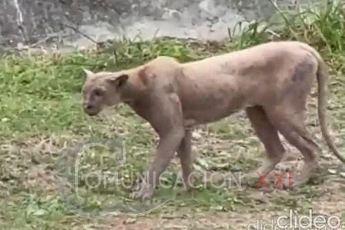Video: Captan a puma que caza a un gato doméstico en zona residencial de Monterrey